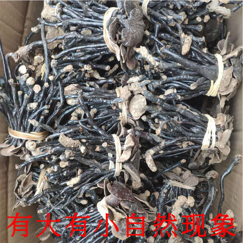 大别山竹灵芝250g克林芝灵芝片天然纯紫芝整枝带柄散装荒野灵芝 - 图1