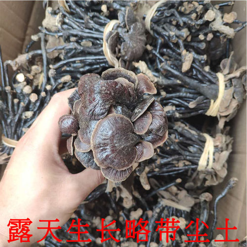 大别山竹灵芝250g克林芝灵芝片天然纯紫芝整枝带柄散装荒野灵芝 - 图2