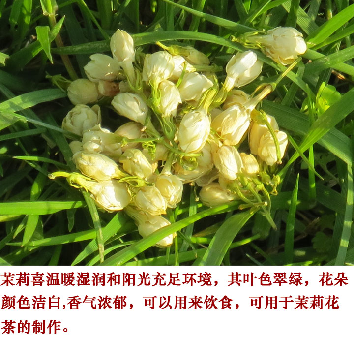 茉莉花茶任意3件包邮花草茶农家新货花苞茉莉花干花茶叶搭玫瑰花