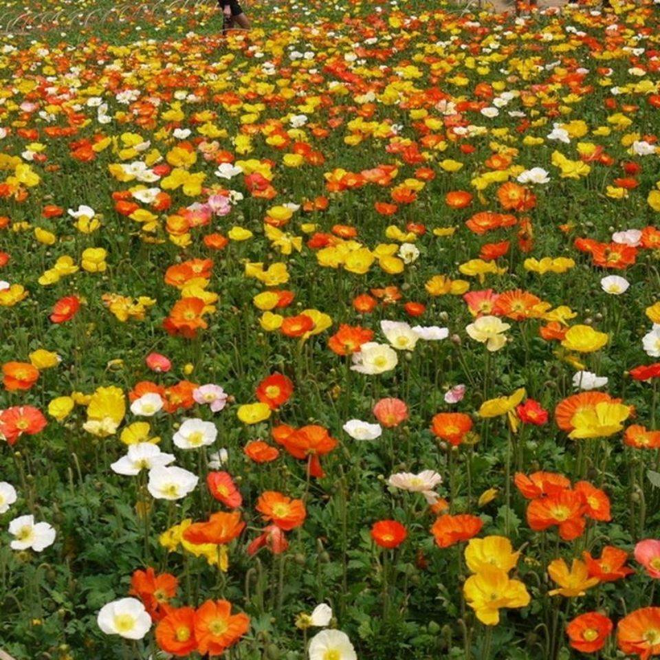 虞美人花种子冰岛重瓣红色虞美人种子四季开花易种活庭院盆栽室外_思思种苗_鲜花速递/花卉仿真/绿植园艺