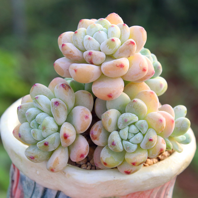 劳尔 多头群生老桩 有香味的多肉植物 罗琦果冻色 控养 花卉盆栽,淘宝优惠券,粉丝福利购,淘宝优惠卷