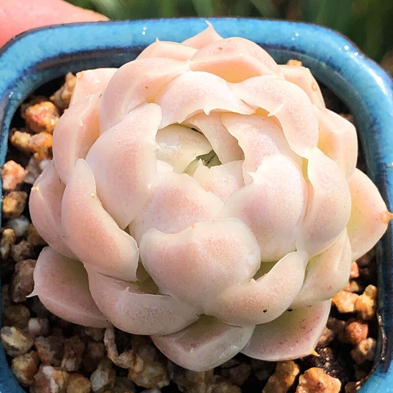 阿尔巴白月影 多头群生 小多肉萌肉肉 多头群生老桩多肉植物组合,淘宝优惠券,粉丝福利购,淘宝优惠卷