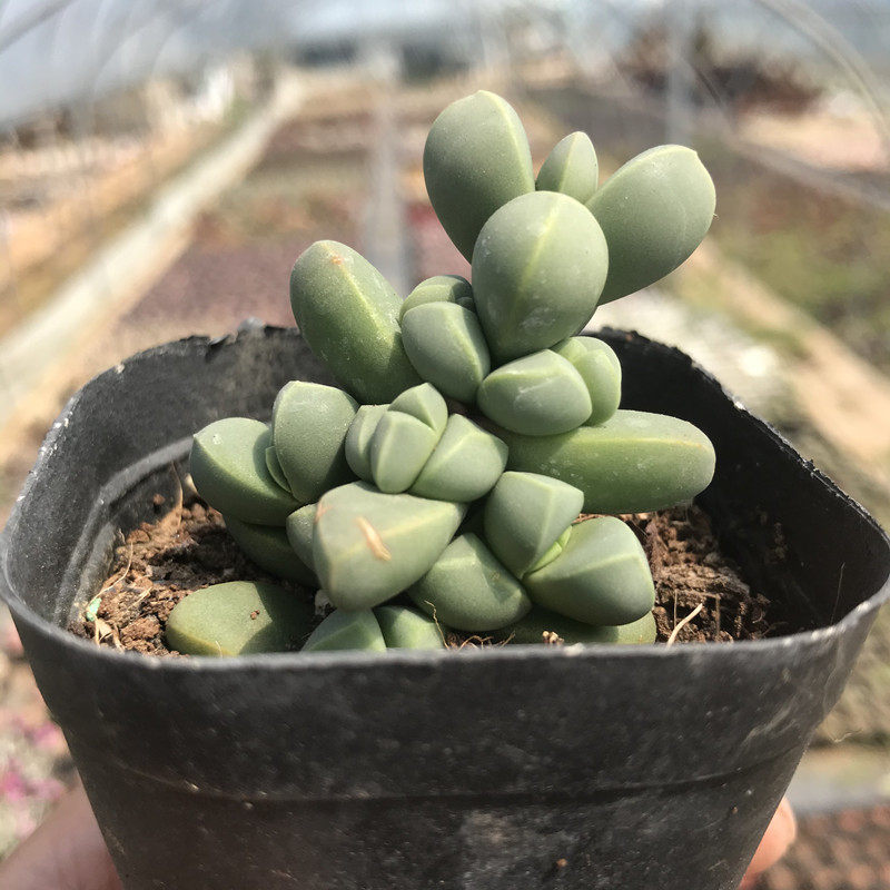 鹿角海棠 多肉植物 老桩木质化 精控养肉肉 新手易种花卉组合盆栽,淘宝优惠券,粉丝福利购,淘宝优惠卷