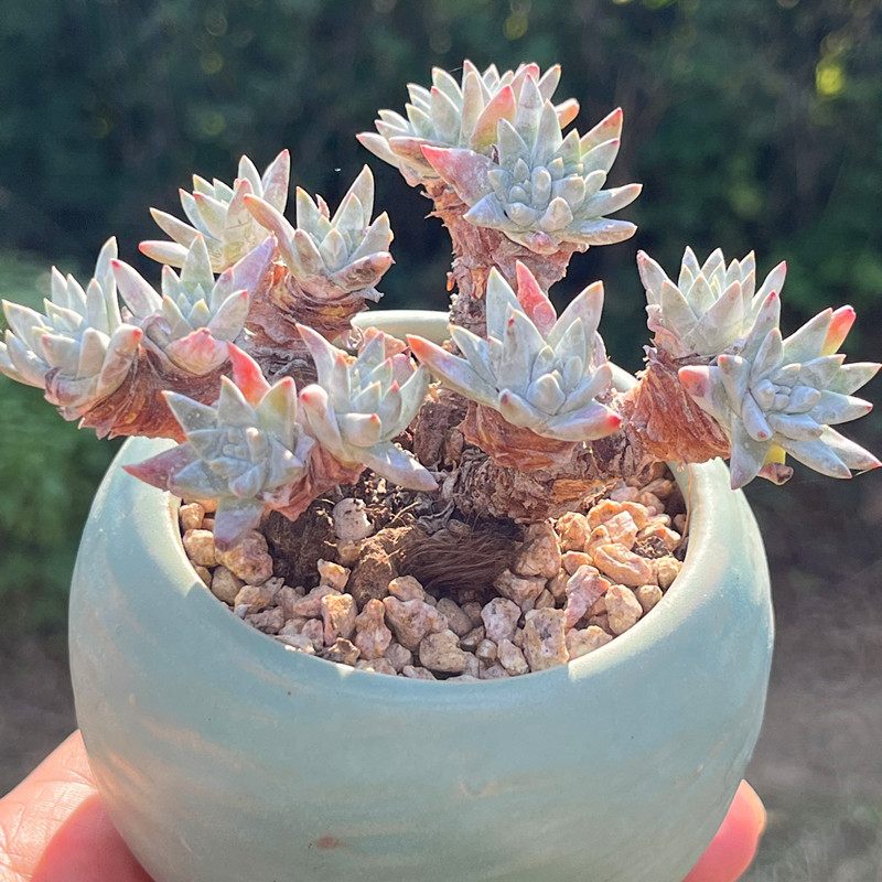 白菊 多头群生老桩多肉植物仙女杯属木质造型桩花卉盆栽稀有精品,淘宝优惠券,粉丝福利购,淘宝优惠卷