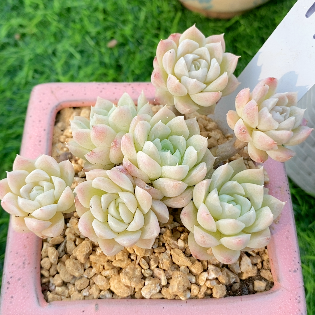 阿尔巴白月影 多头群生 小多肉萌肉肉 多头群生老桩多肉植物组合,淘宝优惠券,粉丝福利购,淘宝优惠卷