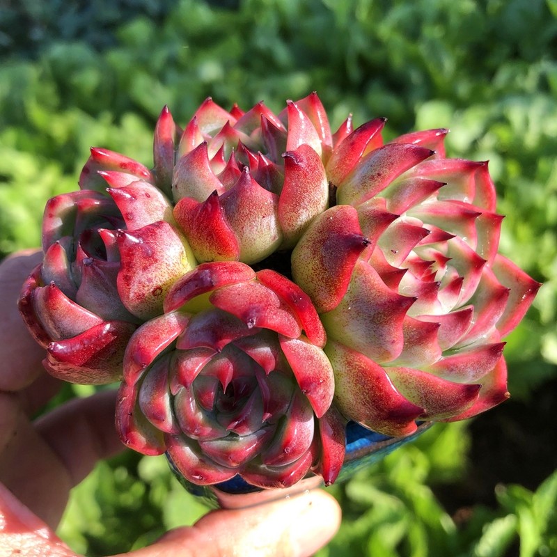 吉娃娃 水蜜桃 多肉植物 办公室内桌面肉肉小盆景盆栽花卉组合,淘宝优惠券,粉丝福利购,淘宝优惠卷