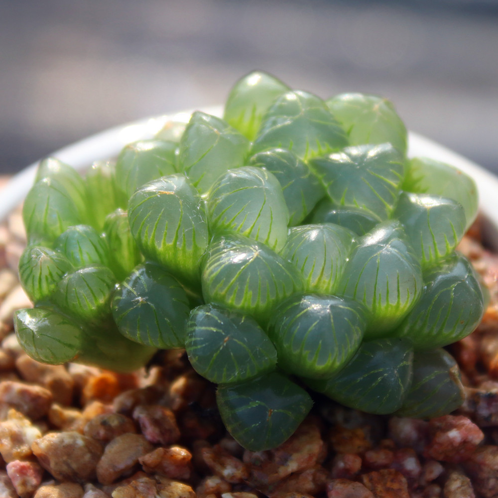 耐热耐阴多肉植物 带盆栽种好 姬玉露 十二卷瓦苇属 简单易种肉肉,淘宝优惠券,粉丝福利购,淘宝优惠卷