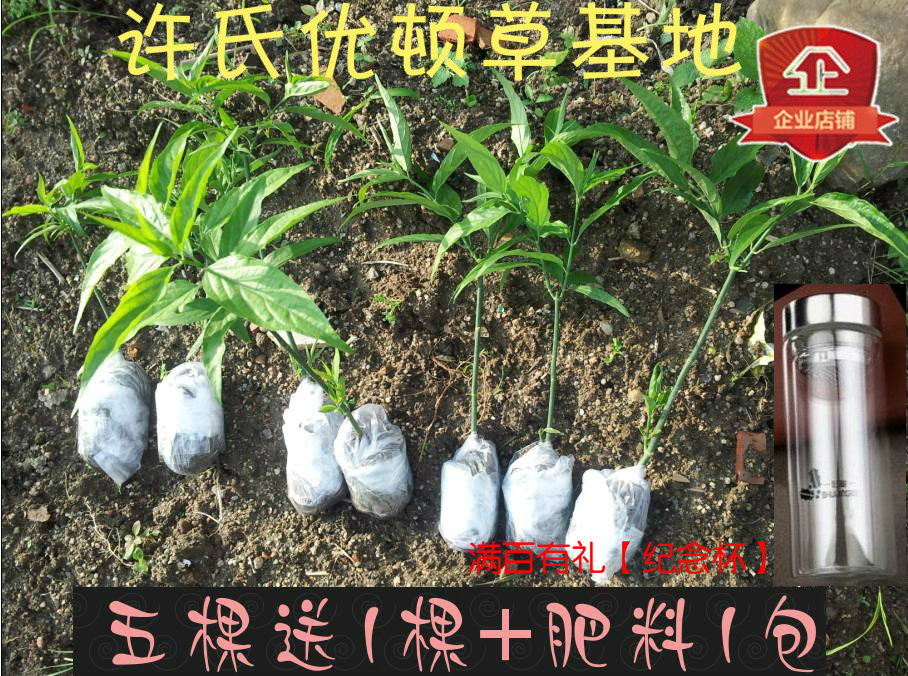 优顿草 沙巴蛇 神仙幽炖尤吨忧循憂遁盾鳄嘴花黎苗汉帝 1棵鲜干叶 - 图0