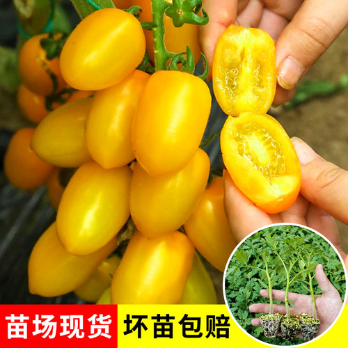 金玲珑黄色圣女果种子苗樱桃小番茄西红柿超甜种籽孑秧蔬菜苗菜苗 - 图0