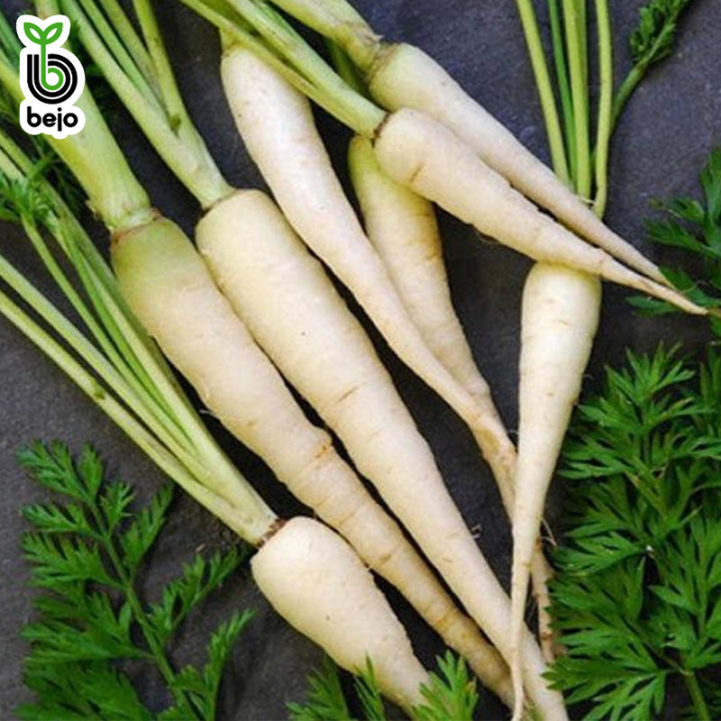 比久白玉白色胡萝卜种子白罗卜种籽水果阳台盆栽四季蔬菜孑秋季夏