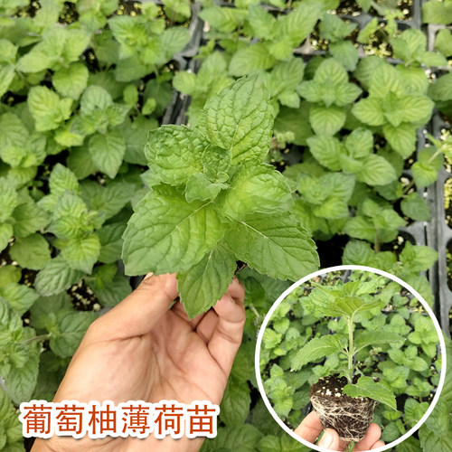 食用薄荷种子苗盆栽香草秧苗柠檬四季阳台种籽孑绿植留兰香驱蚊草 - 图0