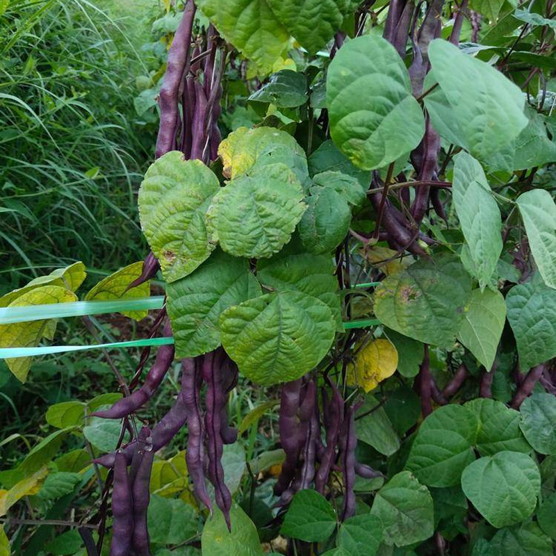 春秋紫架豆种子先锋出品特色蔬菜孑种籽基地专用品种紫色豆角芸豆-图2