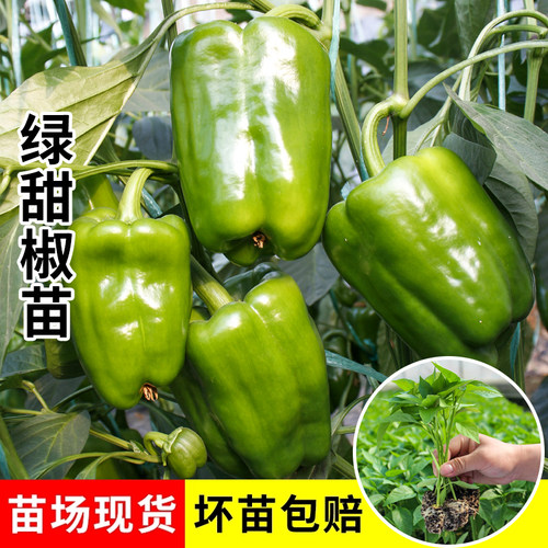 甜椒种子苗青椒种籽孑各种辣椒彩椒蔬菜夏四季籽种大全高产菜苗秧 - 图1