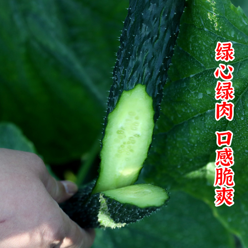 大黄瓜种子苗老品种早熟高产水果青瓜种籽孑大全四季蔬菜秧苗菜种,淘宝优惠券,粉丝福利购,淘宝优惠卷