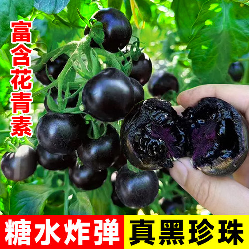 黑珍珠黑番茄种子苗西黑柿种籽孑盆栽四季小西红柿蔬菜圣女果秧苗 - 图1