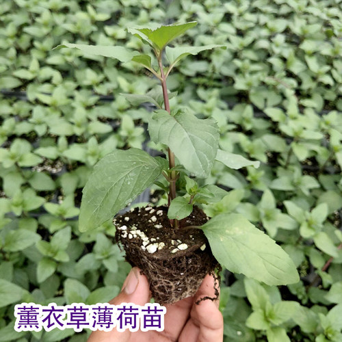 食用薄荷种子苗盆栽香草秧苗柠檬四季阳台种籽孑绿植留兰香驱蚊草 - 图1