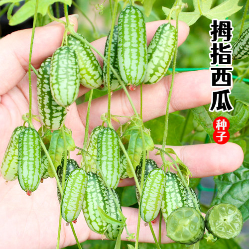 拇指西瓜种籽苗迷你小种子春季菜苗阳台盆栽水果四季蔬菜孑子秧苗 - 图1