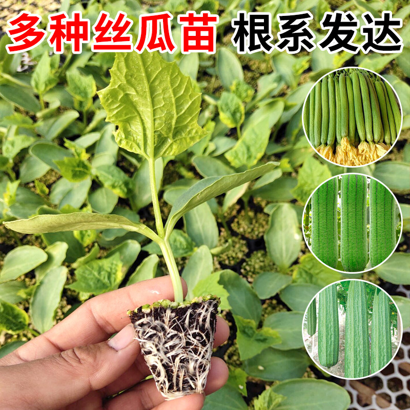 肉丝瓜种子种籽苗特大高产苹果丝瓜香丝瓜耐寒籽种四季蔬菜种子孑,淘宝优惠券,粉丝福利购,淘宝优惠卷