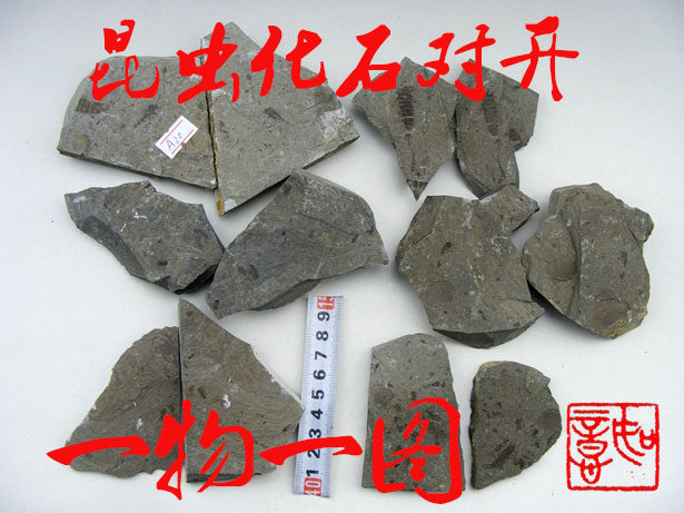 昆虫化石古生物标本科普标本辽西朝阳天然奇石化石原石稀有对开蚊,淘宝优惠券,粉丝福利购,淘宝优惠卷