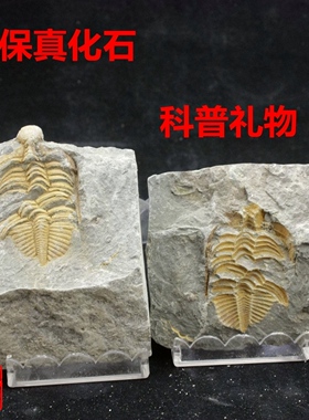 天然化石湘西三叶虫对开原版包真