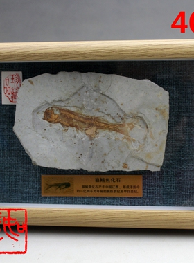 热河生物群狼鳍鱼化石古生物三叶虫昆虫植物科普标本奇石礼品摆件