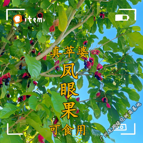 凤眼果树苗真苹婆九层皮树苗常绿庭院盆栽地栽南方北方行道树种植 - 图1