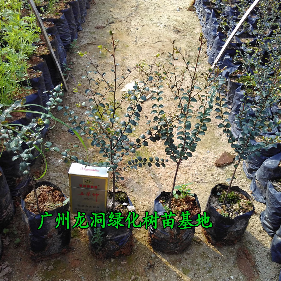 小叶紫檀树苗名贵苗木 正宗细叶紫檀树苗盆栽四季常青观赏植物 - 图0