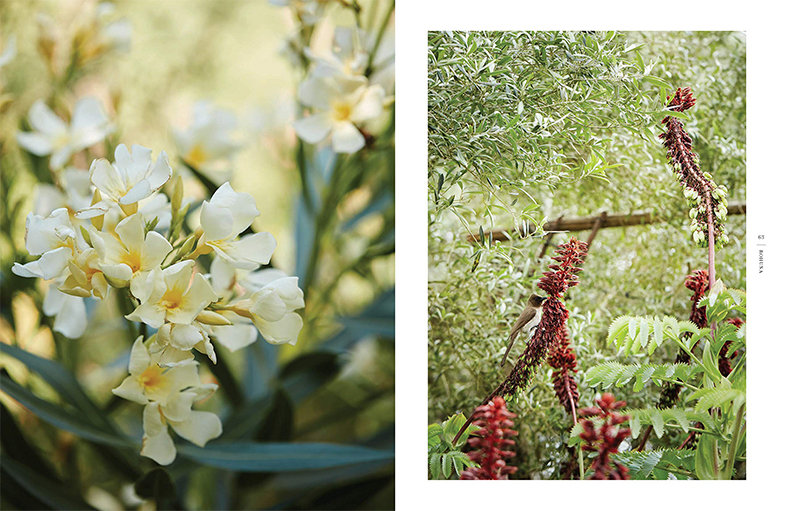 现货原版 Eden Revisited: A Garden in Northern Morocco 重游伊甸园:摩洛哥北部花园 园林花园设计 - 图3