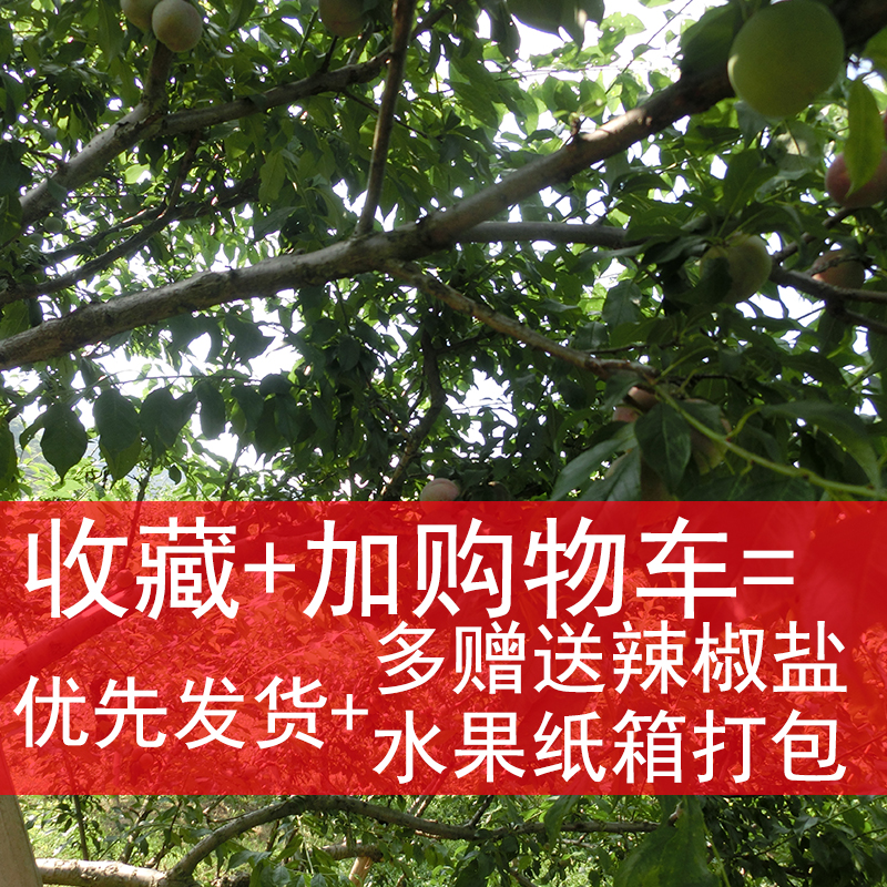 购乐食品信宜钱排红心三华李子当季新鲜孕妇水果早熟三月李酸甜脆整箱5斤1