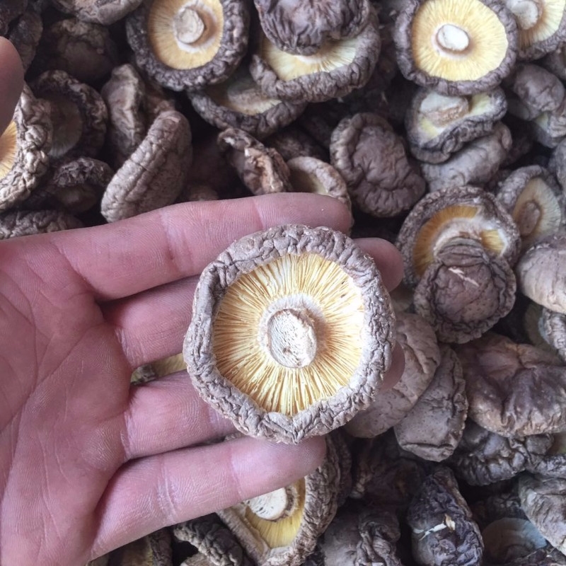 2025年新货西峡香菇 香菇 剪根 冬菇 干香菇 香菇干货 500g 一斤,淘宝优惠券,粉丝福利购,淘宝优惠卷