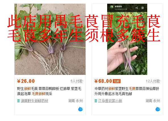 野外新鲜正品多年生紫茎毛茛毛莨茴茴蒜起泡外用中草药一份100克-图3