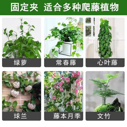 绿萝爬墙神器植物藤蔓固定器绿植攀爬夹子壁挂无痕挂钩爬藤杆墙面 - 图3