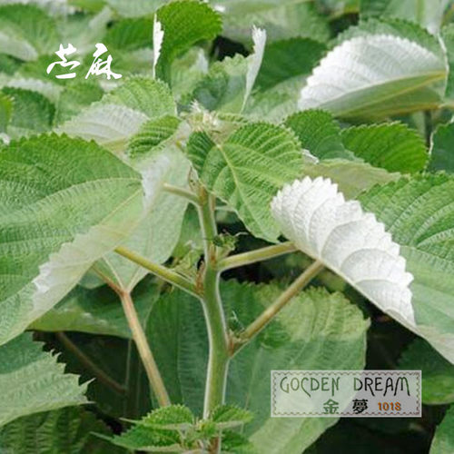纯天然苎麻丝绳线纺织麻皮DIY包粽子装饰纳鞋底丧事用披孝麻纤维 - 图0