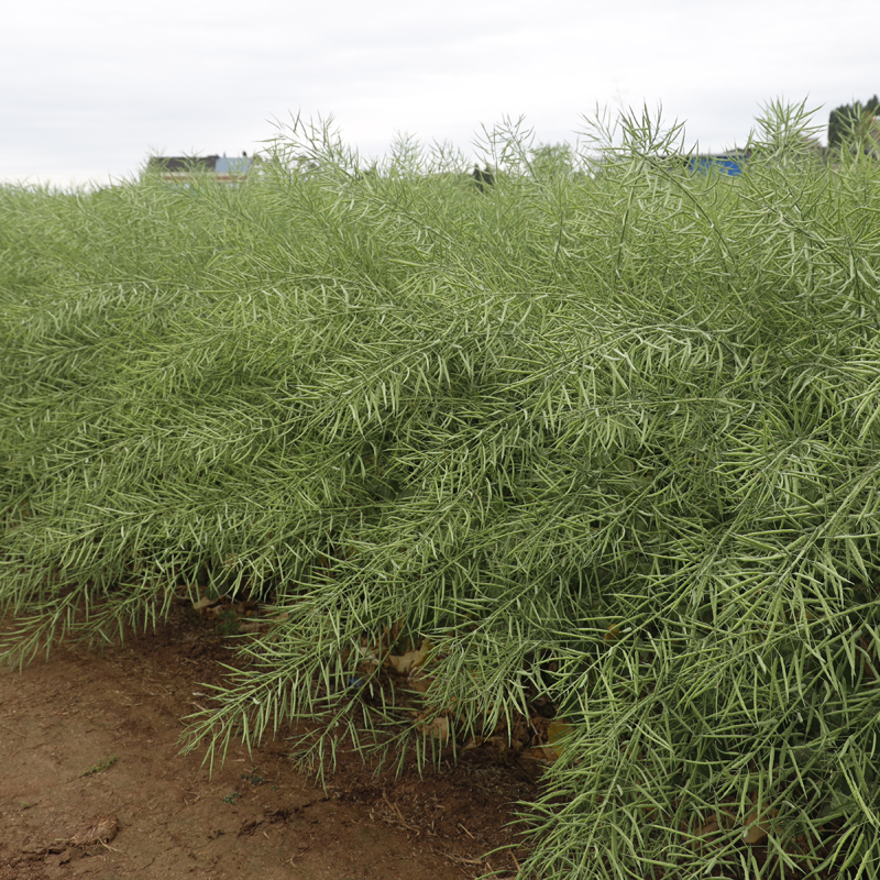 杂交油菜种子正品矮杆高产油菜籽种抗寒抗倒伏早熟榨油油菜花种子 - 图2