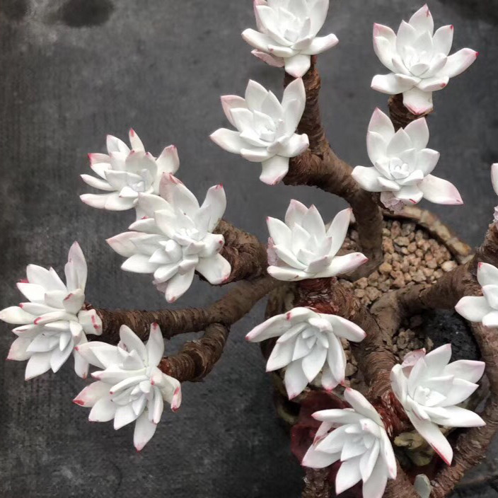 刘家仙女杯 法瑞诺莎 大花朵圆叶 诺玛苹果叶 象牙叶韩国进口多肉