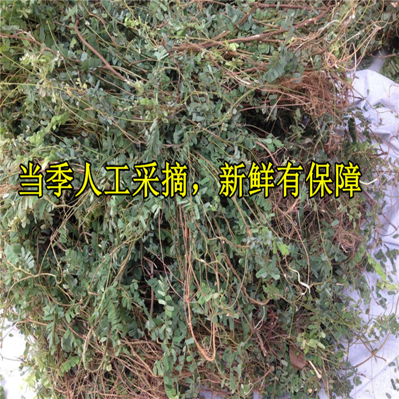 南昆山特产鸡骨草花草茶西相思叶野鸡骨草藤叶500g中药广东煲汤料 - 图2