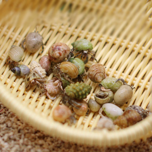 可爱豆丁寄居蟹活体～新手饲养套装饲养盒套餐桌面萌宠儿童礼物 - 图2