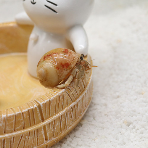 可爱豆丁寄居蟹活体～新手饲养套装饲养盒套餐桌面萌宠儿童礼物 - 图1