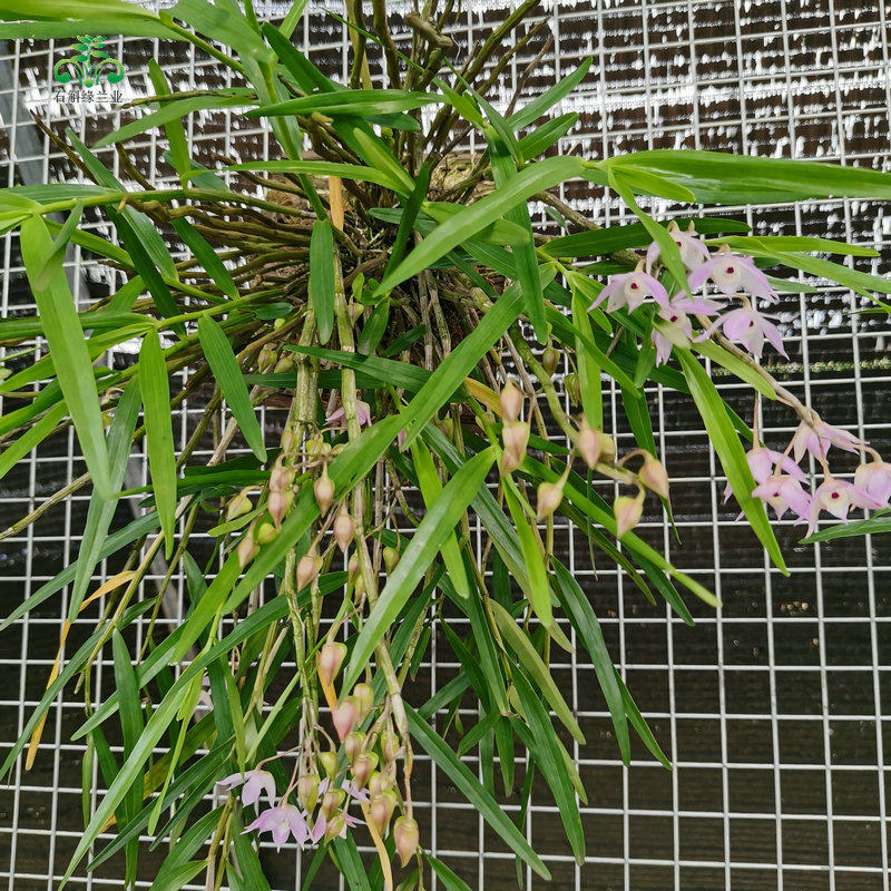 广西重唇石斛吊兰花卉带根金鱼眼庭院室内窗阳台喜阴耐旱带花苞芽,淘宝优惠券,粉丝福利购,淘宝优惠卷
