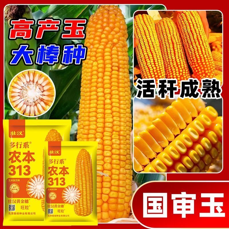 高产玉米种子国审新品种双棒矮杆抗倒抗旱高产抗病高芽率苞米种,淘宝优惠券,粉丝福利购,淘宝优惠卷
