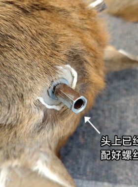真皮毛鹿头壁挂鹿头不带鹿角多种规格梅花鹿鹿头皮毛一体带背板