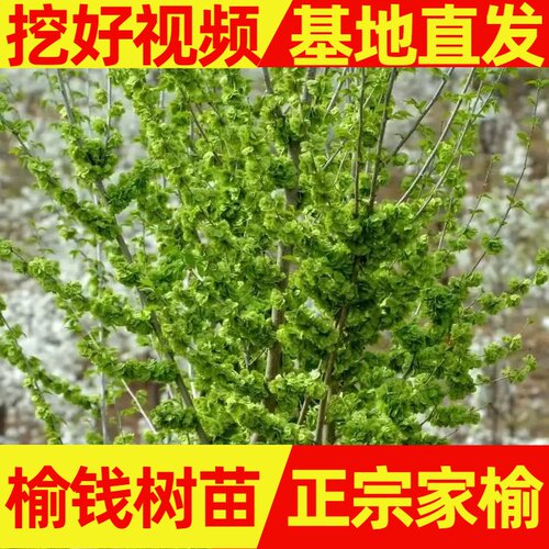 榆树树苗 榆树苗 榆钱树苗 家榆树 白榆树 大榆树苗 招财树苗 - 图1