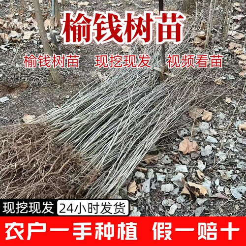 榆树树苗 榆树苗 榆钱树苗 家榆树 白榆树 大榆树苗 招财树苗 - 图2