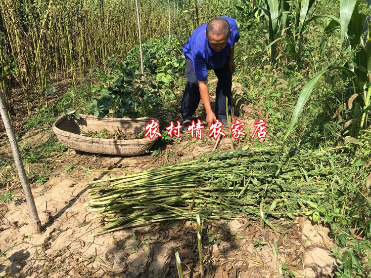 2023农家自产黑芝麻五谷杂粮无染色干净无沙生芝麻新货油芝麻500G - 图2