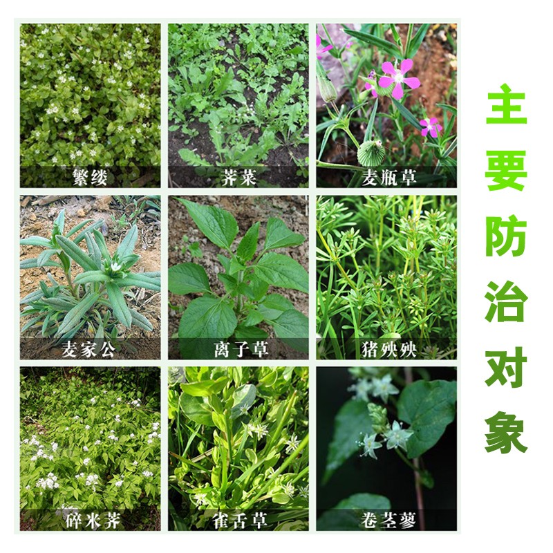 一杆秤小麦田除草剂双氟+氯氟吡+2甲唑草酮 抗性阔叶杂草农药 - 图1