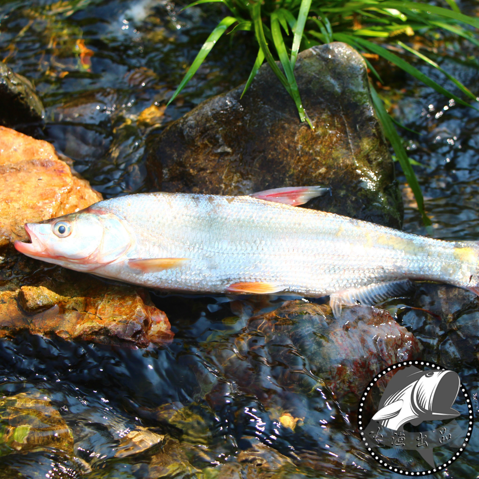 千岛湖鱼红珠鱼  野生红珠鱼鲜活红尾巴淡水红鲌淡水鱼500g