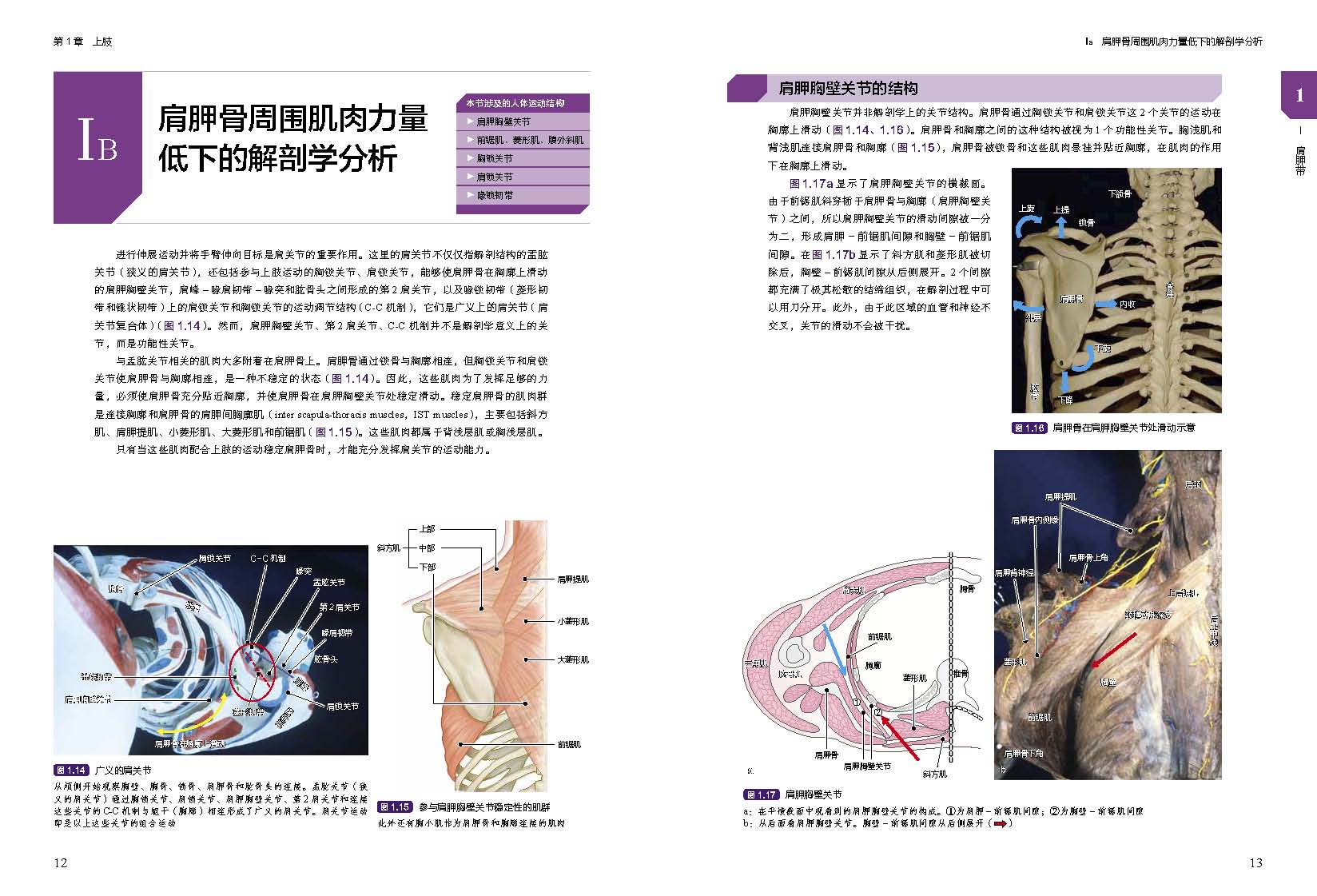 临床肌骨疾病功能解剖和治疗性运动 肌骨功能障碍 功能障碍康复 治疗性运动 北京科学技术 - 图3