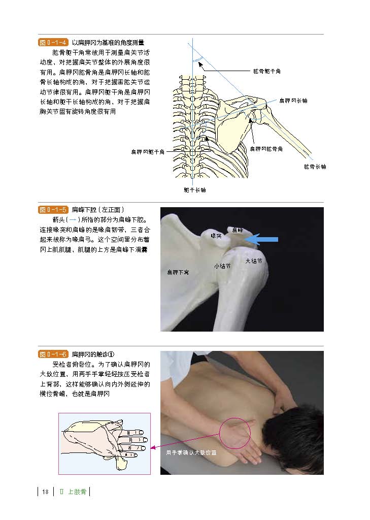 功能解剖触诊技术上肢第2版运动康复医学解剖日本重印20余次北京科学技术-图3