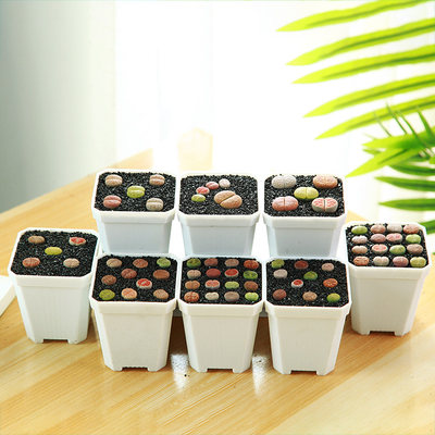 生石花多肉植物混合苗整盆大母本超大彩色屁股花包邮番杏科屁屁花 虎窝淘