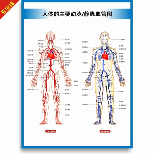 动脉静脉血管图血管系统图人体血液循环系统图头部四肢血管挂图 - 图0